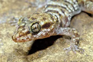 Geckoes: Bynoe's Gecko