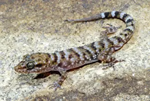 Geckoes: Bynoe's Gecko