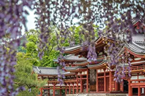 Papilionaceae: Byodin temple with wysteria in full bloom, Ky&, x134bec;