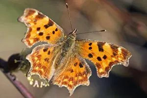 Goat: C-moth on the pussy willow