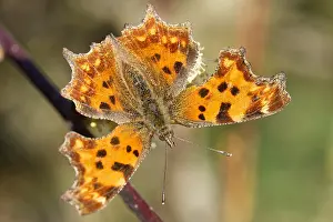 Goat: C-moth in spring at the willow catkin
