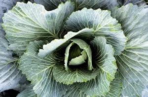 Cabbages: Cabbage