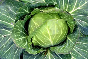 Cabbages: Cabbage