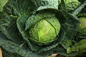 Capitata: Cabbage