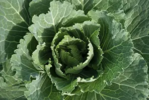 Rennes: Cabbage