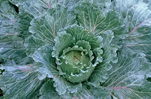 Savoy: Cabbage