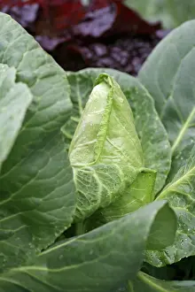Pointed: Cabbage