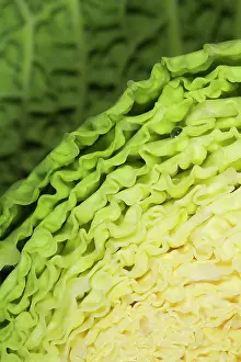 Helder: Cabbage