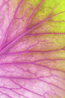 Toned: Cabbage