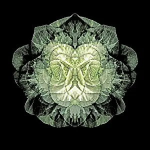Enhanced: Cabbage