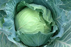Cabbages: Cabbage