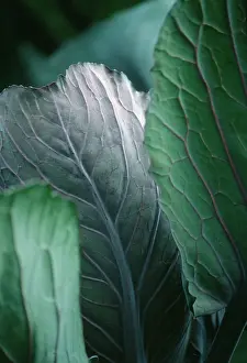 Vein: Cabbage