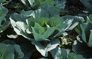 Vein: Cabbage (Brassica oleracea)