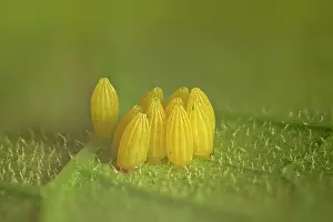 Pieris: Cabbage butterfly (Pieris brassicae), eggs, Germany