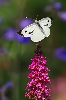 Pieris: Cabbage butterfly (Pieris brassicae) flies to the