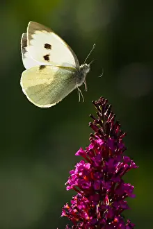 Pieris: Cabbage butterfly (Pieris brassicae) flies to the