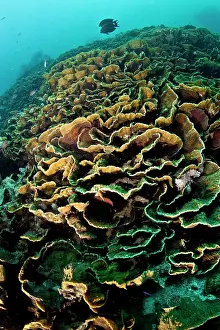 Turbinaria: Cabbage Coral