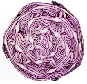 Capitata: Cabbage - cross-section