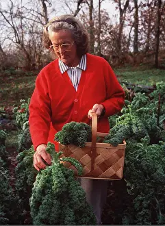 Kale: CABBAGE / CURLY KALE - woman picking