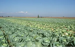 Cabbage: CABBAGE FIELD