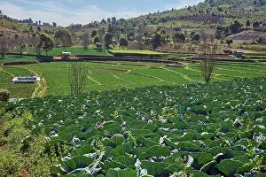 Shan: Cabbage field, irrigation system, vegetable growing