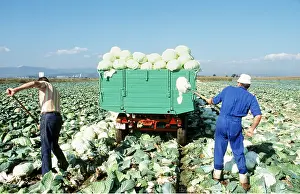 Harvesting: CABBAGE Harvest