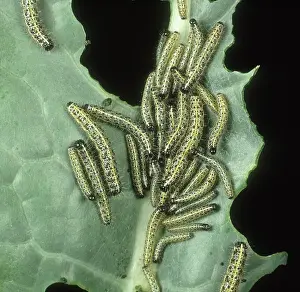 Pieridae: Cabbage or Large white caterpillars