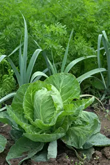 Allotment: Cabbage with leeks & carrots growing behind - in