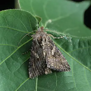 Looper: Cabbage looper moth