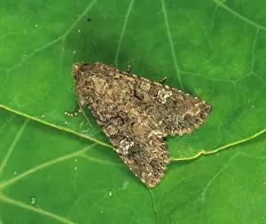 Noctuidae: Cabbage moth