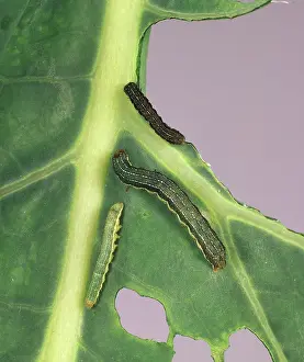 Noctuidae: Cabbage moth caterpillars