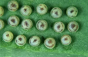 Noctuidae: Cabbage moth eggs