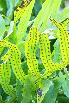 Palm: Cabbage Palm Fern, Phlebodium aureum Glaucum, leaves