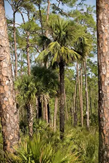 Palmetto: Cabbage Palm in slash pine (Pinus elliottii) woodland