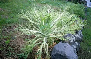 Damage: Cabbage Plant stripped of leaves by CABBAGE WHITE