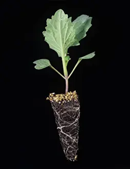Tray: Cabbage plug-plant