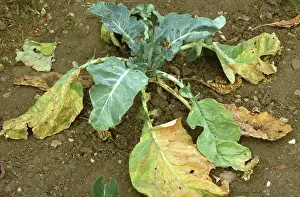 Delia: Cabbage Root Fly damage to Cabbage