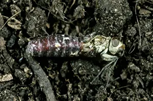 Case: Cabbage Root Fly (Delia radicum) emerging