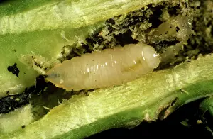 Photomicrography: Cabbage root fly larva