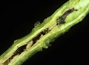 Cabbage: Cabbage root fly larvae