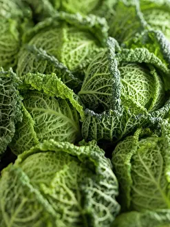 Cabbage: Cabbage, Savoy cabbage, Brassica oleracea capitata