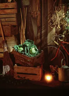 Nostalgic: Cabbage, Savoy cabbage, Brassica oleracea subauda