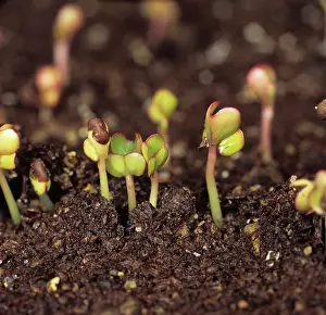Seedlings: Cabbage seedlings