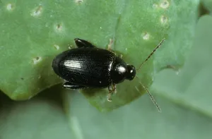 Flea: Cabbage Stem Flea Beetle