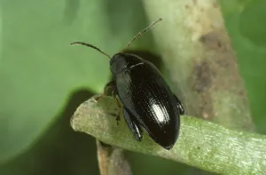 Flea: Cabbage Stem Flea Beetle