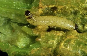 Flea: Cabbage Stem Flea Beetle Larva