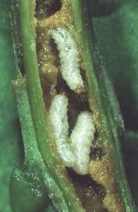 Oilseed: Cabbage stem weevil in Canola