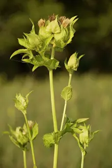 Thistles: Cabbage thistle
