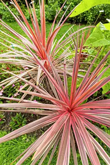 Magentas: Cabbage Tree, Cordyline australis Cherry Sensation