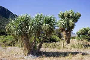 Zeland: Cabbage trees in flower by Lake Hawea